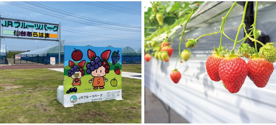 JR Fruits Park Sendai Arahama [ค่าสัมผัสประสบการณ์การเก็บเกี่ยว: 1,800 เยน ~] (45 นาที)